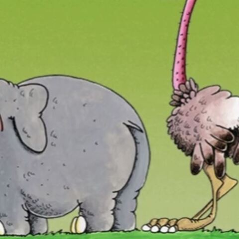 Αρκάς: Η «Καλημέρα» με τον ελέφαντα και τη στρουθοκάμηλο