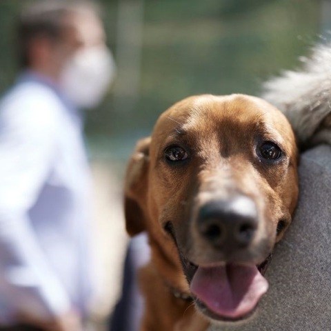 Ζωοφιλική Ένωση Ηλιούπολης: Κλείνει το καταφύγιο αδέσποτων ζώων από το οποίο υιοθέτησε τον Peanut ο Κυριάκος Μητσοτάκης - Η ανάρτηση των εθελοντών.