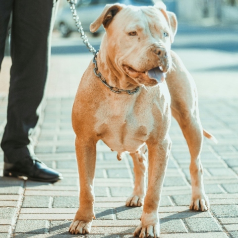 Πίτμπουλ τραυμάτισε γυναίκα και σκότωσε σκυλάκι - Ελεύθερος ο ιδιοκτήτης