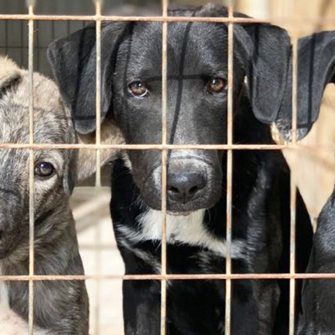 Δημοτικό Καταφύγιο Ηλιούπολης