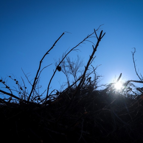 Χορτάρια και κλαδιά σε οικόπεδο