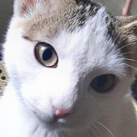 Μήπως Ρόζα;