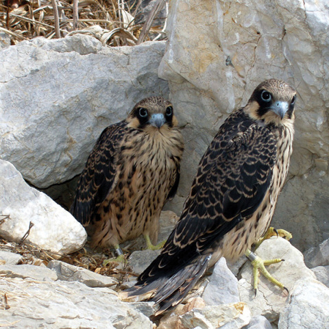 Ελληνική Ορνιθολογική Εταιρεία: 40 συν 2 χρόνια αφοσίωσης στην προστασία των άγριων πουλιών