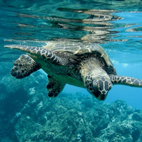 βιοποικιλότητα