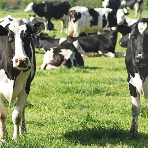 Γρίπη των πτηνών ΗΠΑ: Θανατώθηκαν δεκάδες αγελάδες που δεν ανέρρωσαν 