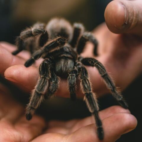 Περού: Οι αρχές κατέσχεσαν 30 σαρανταποδαρούσες και 6 ταραντούλες της Αμαζονίας που προοριζόταν για λαθρεμπόριο στο Χονγκ Κονγκ.