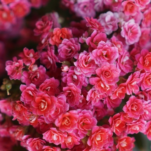 Εορτολόγιο: Σήμερα 8 Ιουνίου 2024 γιορτάζει…