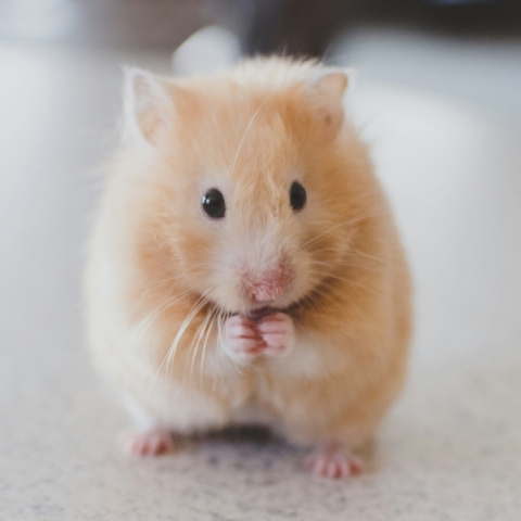 Τεχνητή Νοημοσύνη: Θα βάλει τέλος στα πειράματα στα ζώα;