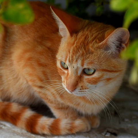 Hello and goodbye: Καλωσορίζοντας και αποχαιρετώντας μια γάτα