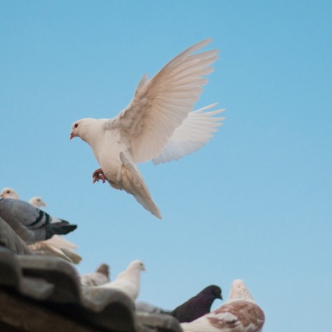 Περιστέρι λευκό που προσγειώνεται σε σκεπή όπου βρίσκονται και άλλα