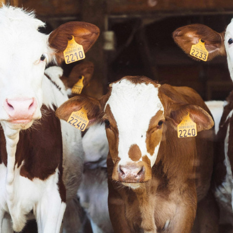 Το Μανιφέστο των Ζώων