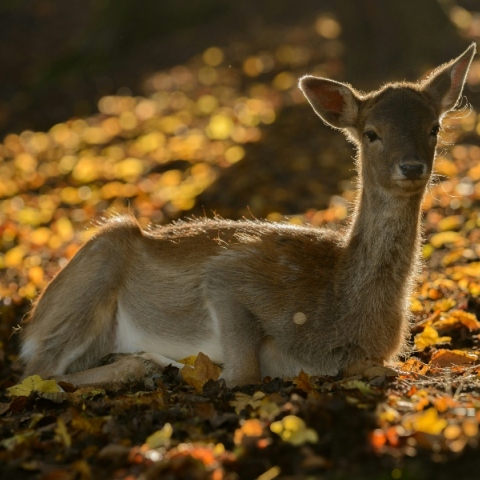 Ζαρκάδι επέστρεψε στη φύση: Ο Μάρλον Μπράντο είχε χτυπηθεί στην Καστοριά