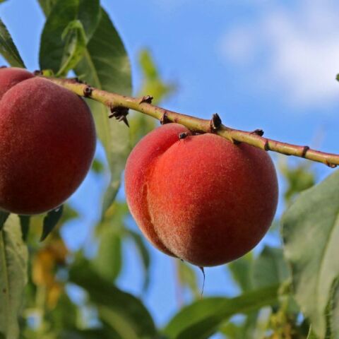 Θεσσαλονίκη: Ιολογικές αναλύσεις από το ΑΠΘ για να βρεθεί το αίτιο παραμόρφωσης των ροδακίνων και νεκταρινιών σε Πέλλα και Ημαθία.