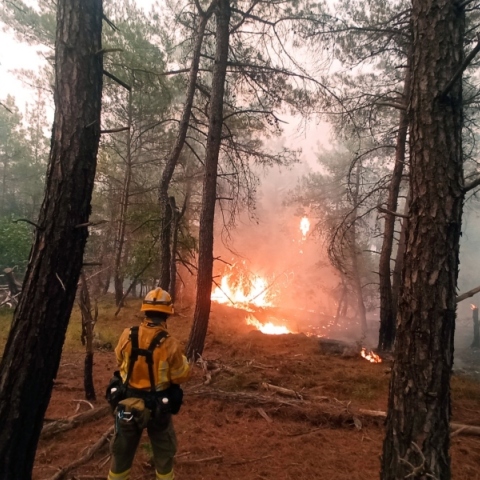 Τι μας δείχνει ο Έβρος για τις δασικές πυρκαγιές