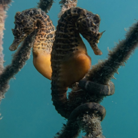 Aρσενικός ιππόκαμπος γεννά εκατοντάδες μωρά 