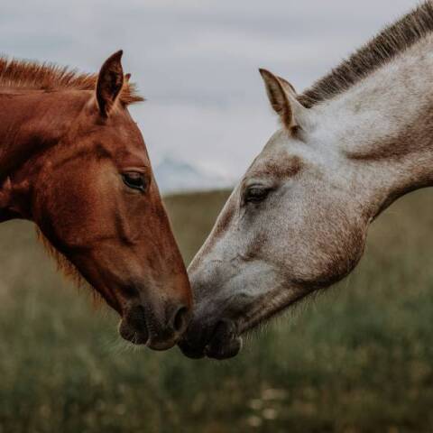 10 ενδιαφέροντα πράγματα που ίσως δεν γνώριζες για τα άλογα