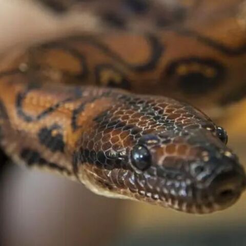 Βραζιλιάνικος βόας γέννησε 14 μωρά φίδια χωρίς ζευγάρωμα - Σπάνιο παράδειγμα παρθενογένεσης σε κολέγιο του Πόρτσμουθ - Οι εξηγήσεις των επιστημόνων. 