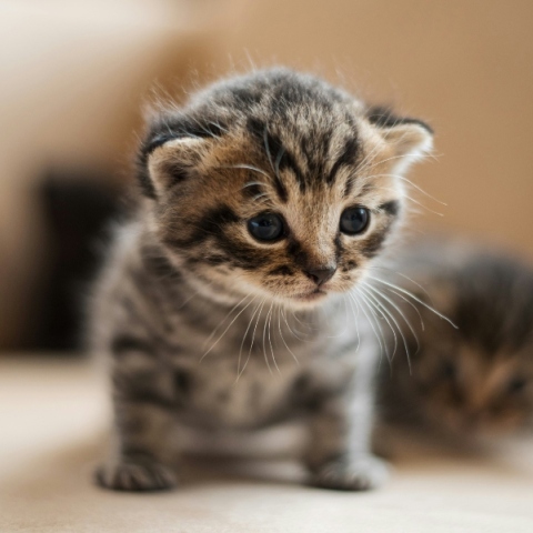 Άγνωστος πυροβόλησε γάτα με αεροβόλο στο Ψυχικό - Αναζητούνται μάρτυρες