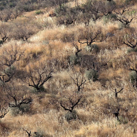 Περικλής Μπούτος: «Η φύση είναι ωραία ακόμα και μέσα στην καταστροφή της»