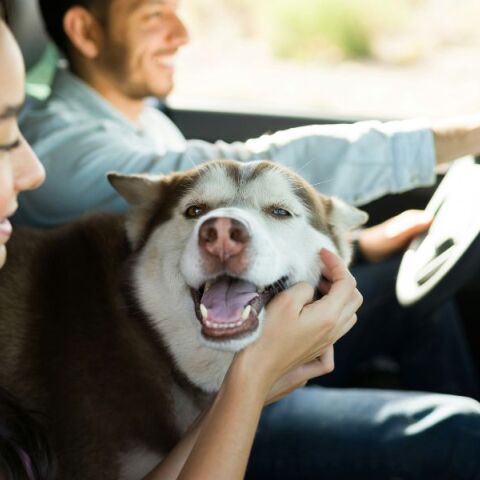 Υπουργείο Ψηφιακής Διακυβέρνησης: Προστέθηκαν επτά νέες ψηφιακές υπηρεσίες στο Εθνικό Μητρώο Ζώων Συντροφιάς - Τι καινούργιο προσφέρει το pet.gov.gr