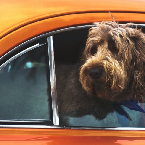  Σκύλος στο αυτοκίνητο: 6 συμβουλές για ένα ήρεμο ταξίδι