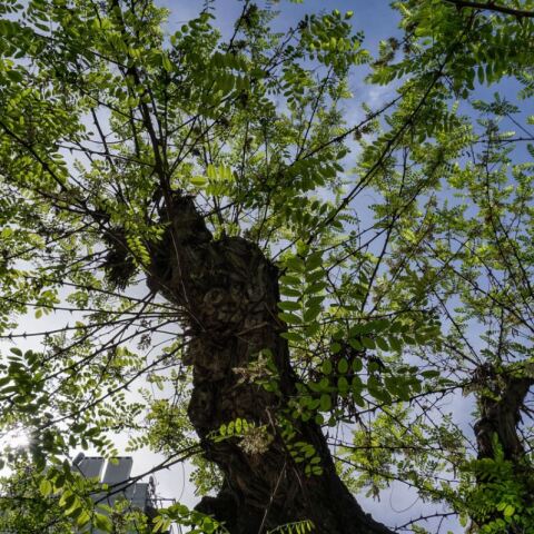 Παπάγου: Άνδρας καταπλακώθηκε από δέντρο