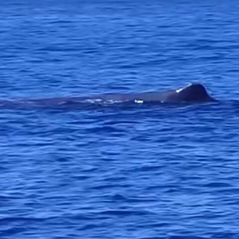 Φάλαινα δίπλα σε ιστιοπλοϊκό ανάμεσα σε Ζάκυνθο και Πύλο - Μοναδικό θέαμα στο Ιόνιο - Το βίντεο που κατέγραψε το Boating In Greece