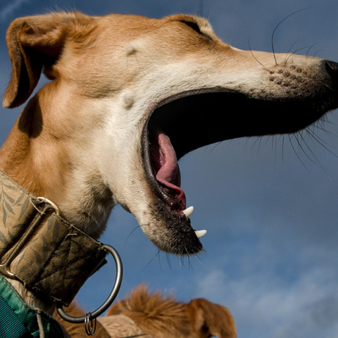 Η ιστορία των σκύλων ως κατοικίδια