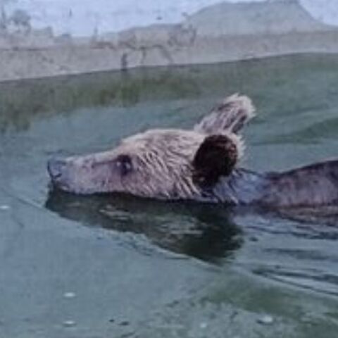 Ιωάννινα: Αρκούδα εγκλωβίστηκε σε δεξαμενή νερού - Απαιτήθηκε η κατασκευή αυτοσχέδιας ράμπας για να «δραπετεύσει»