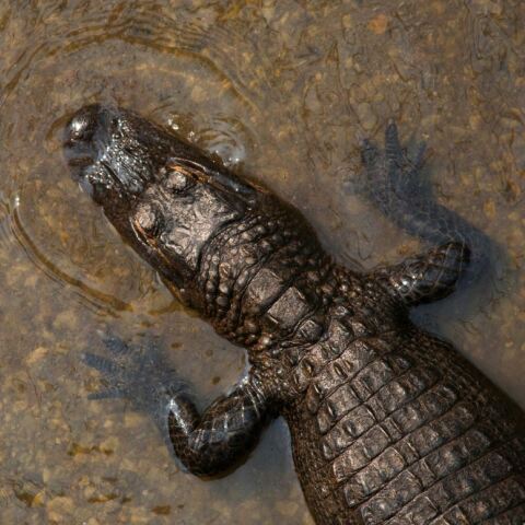 Αυστραλία: Αγνοείται 12χρονος που δέχθηκε επίθεση από κροκόδειλο