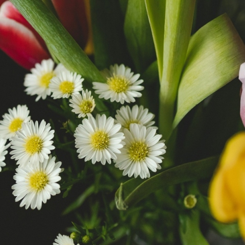 Εορτολόγιο: Σήμερα 4 Ioυλίου 2024 γιορτάζει…