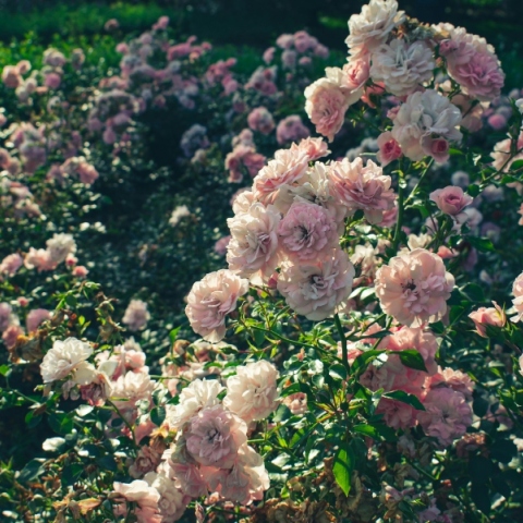 Εορτολόγιο: Γιορτές σήμερα, 5 Ιουλίου 2024