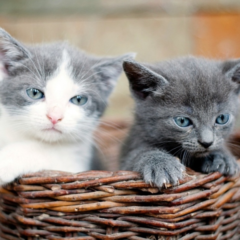 Εύβοια: Σκότωσαν μικρά γατάκια και τα πέταξαν σε κάδο σκουπιδιών