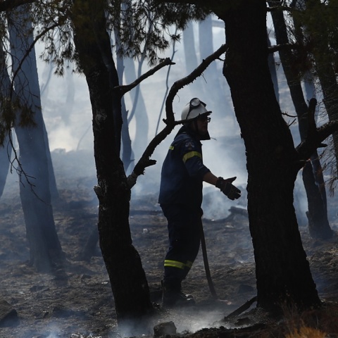 Πυροσβέστης ανάμεσα σε καμένα δέντρα μετά από κατάσβεση