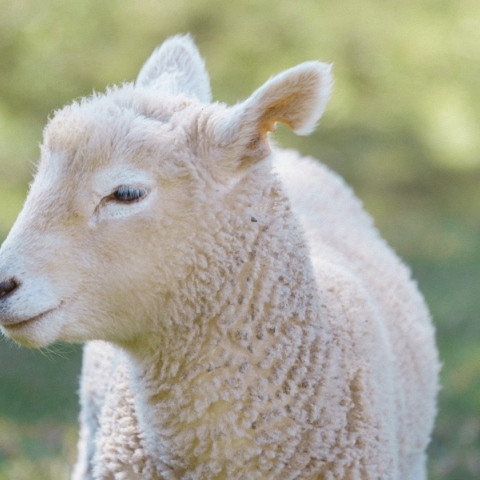 Πρόβατο απέφυγε τη σφαγή και περιπλανιόταν στους δρόμους της Νέας Υόρκης 