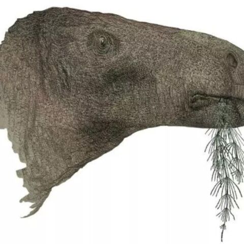 Βρετανία: Τα λείψανα ενός χορτοφάγου δεινόσαυρου που εκτιμάται ότι έζησε πριν περίπου 125 εκατομμύρια χρόνια εντοπίστηκαν στο νησί Γουάιτ