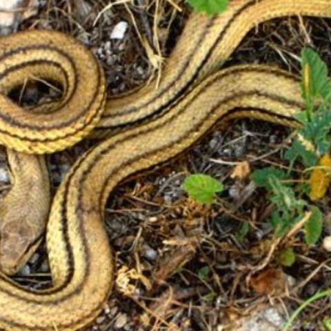 Νάξος: Φίδι εισέβαλε σε σπίτι 