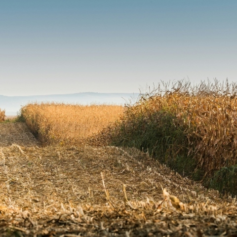 Ακαθάριστα οικόπεδα: Τελευταία ημέρα σήμερα (15.07) για υποβολή δηλώσεων