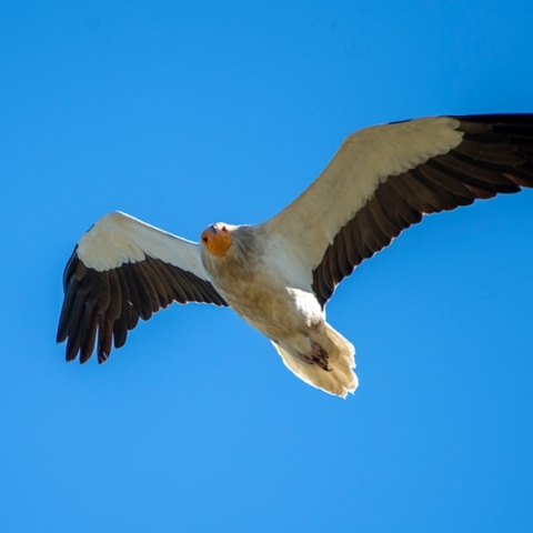 Τα γεννητούρια του πρώτου νεοσσού Ασπροπάρη στα Μετέωρα μετά από 6 χρόνια 