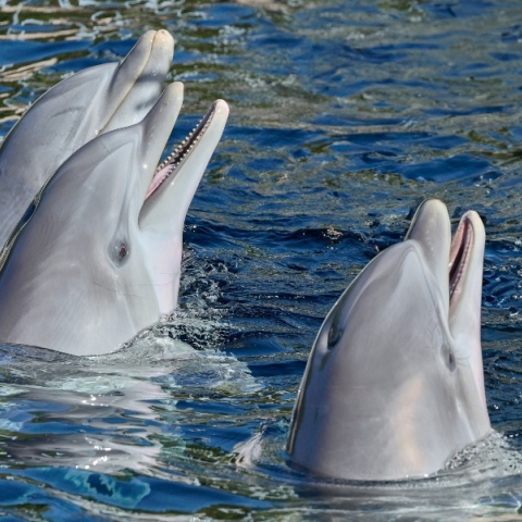 Δελφίνια στον Κορινθιακό σε έναν πανέμορφο συλλογικό χορό κοπαδιού