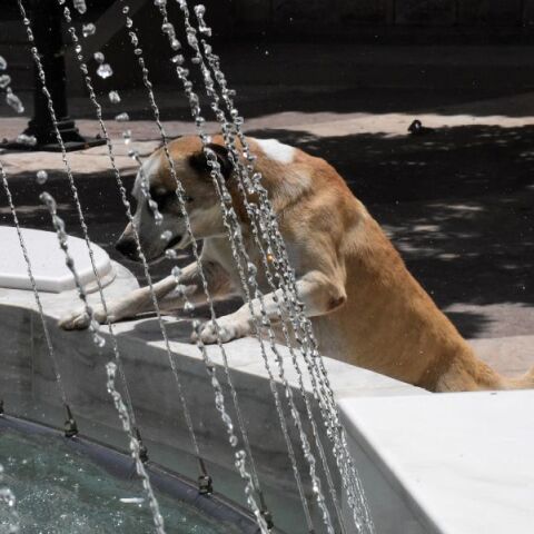 Καύσωνας: Έκκληση να μην ξεχνάμε τα ζώα - Πώς θα προστατεύσουμε αδέσποτα και δεσποζόμενα - Τα συμπτώματα ηλίασης και θερμοπληξίας. 