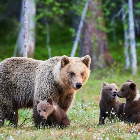 Καστοριά: Αρκούδα τριγυρνούσε στους δρόμους του Άργους Ορεστικού
