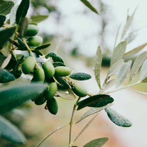 SMERemediumCap και Inspiring Earth δημιουργούν έναν ισχυρό όμιλο στο ελληνικό ελαιόλαδο