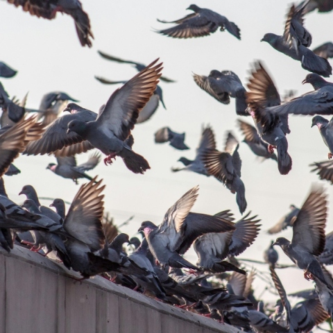 Περιστέρια: Ιπτάμενοι αρουραίοι