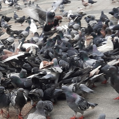 Περιστέρια