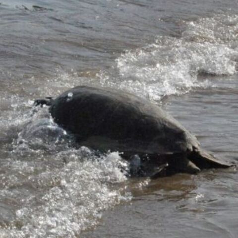 Χανιά: Θαλάσσια χελώνα επιτέθηκε σε κολυμβήτρια στο Μαράθι