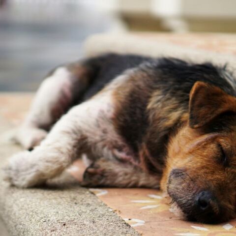 Τουρκία: Έντονες αντιδράσεις προκαλεί το σχέδιο νόμου για τη θανάτωση αδέσποτων σκύλων - Φέρνει αντιμέτωπες φιλοζωικές οργανώσεις και ομάδες πολιτών.