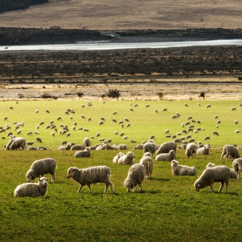 Θεσσαλία: Συναγερμός για τα κρούσματα πανώλης στα αιγοπρόβατα