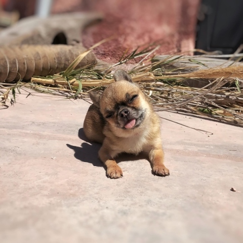 Γιατί παθαίνουν υπογλυκαιμία τα κουτάβια και οι μικρόσωμες φυλές;