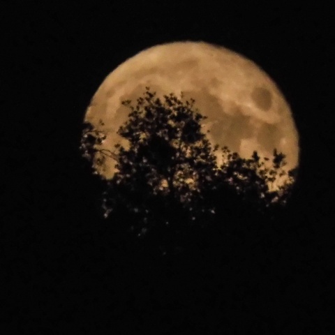 Πανσέληνος Ιουλίου πίσω από τα φυλλώματα δέντρου